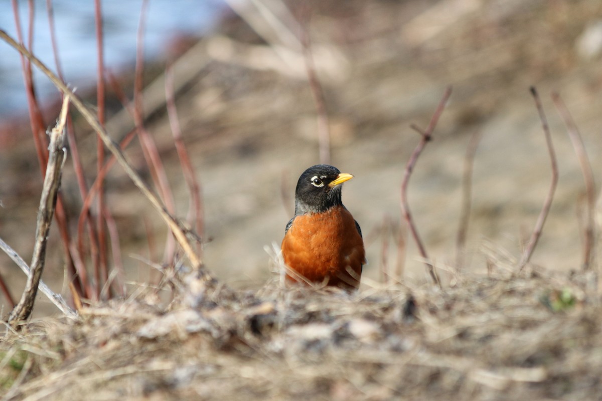 American Robin - ML326154411