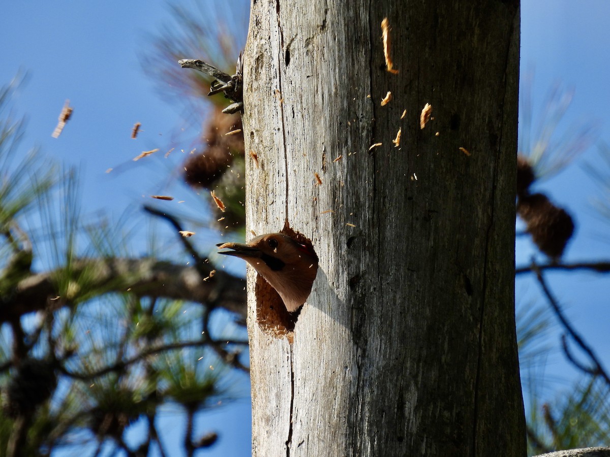 Northern Flicker - Adele Clagett