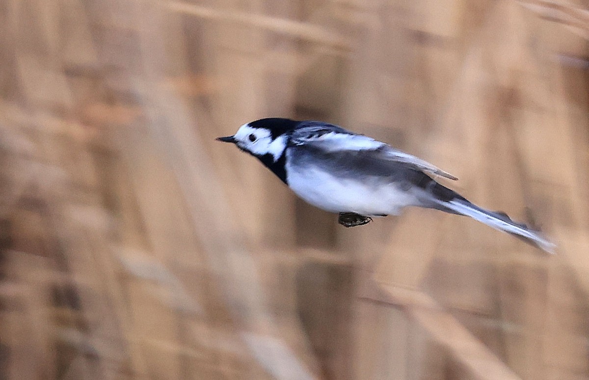 White Wagtail (British) - ML326156241