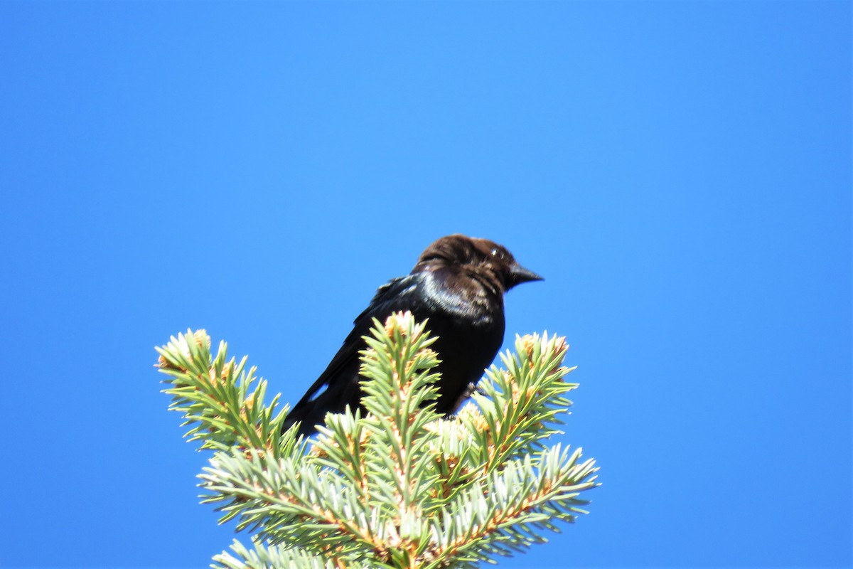 Brown-headed Cowbird - ML326156281