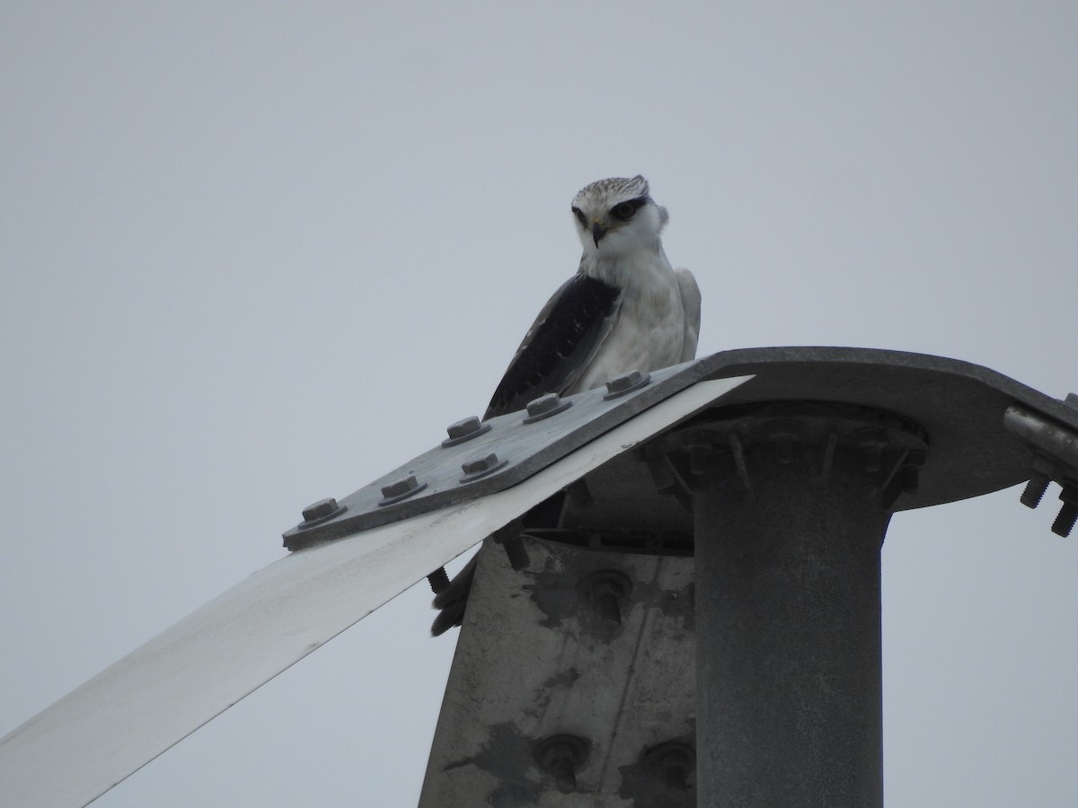 Black-winged Kite - ML326157351