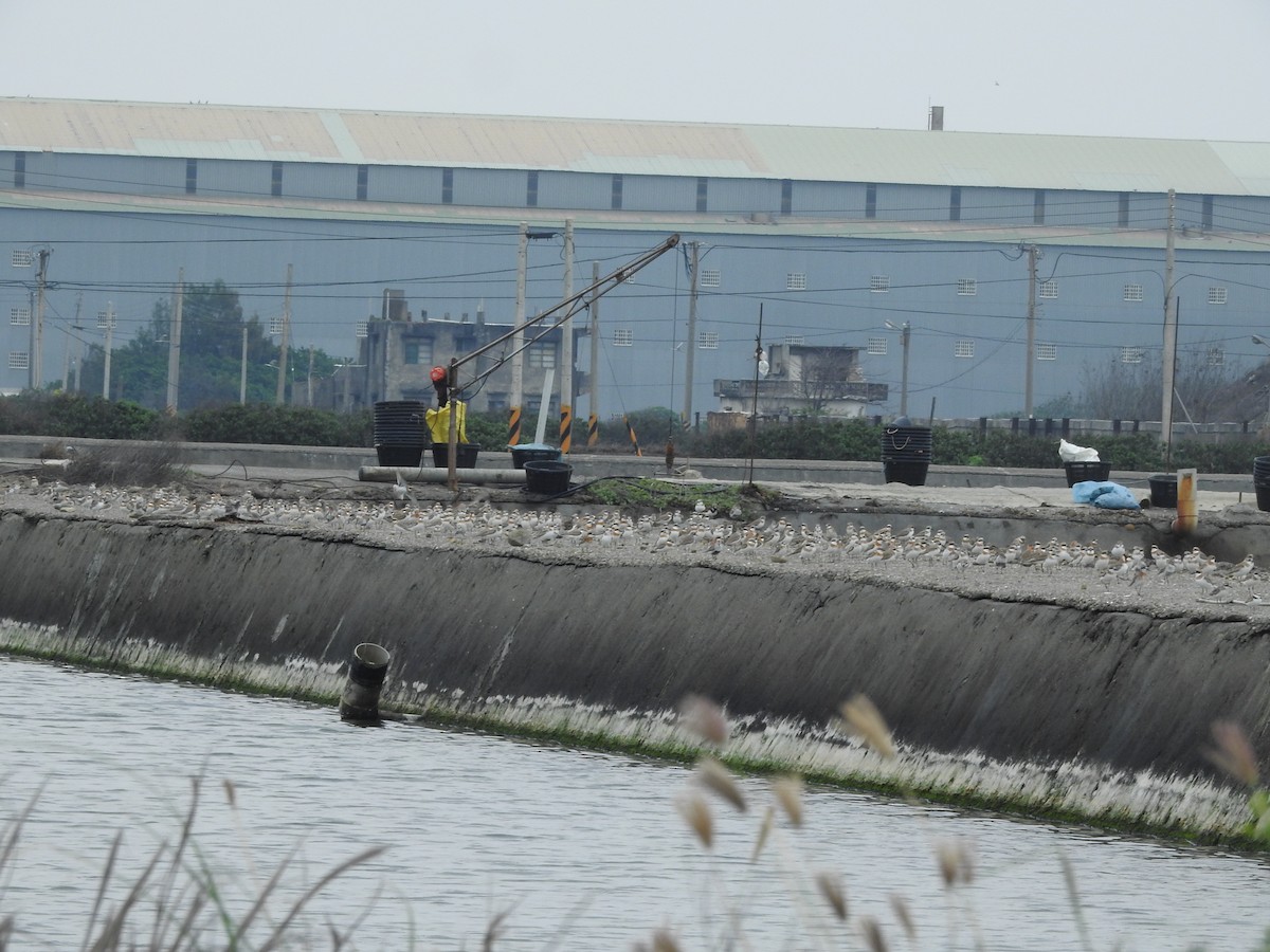 Greater Sand-Plover - ML326157581