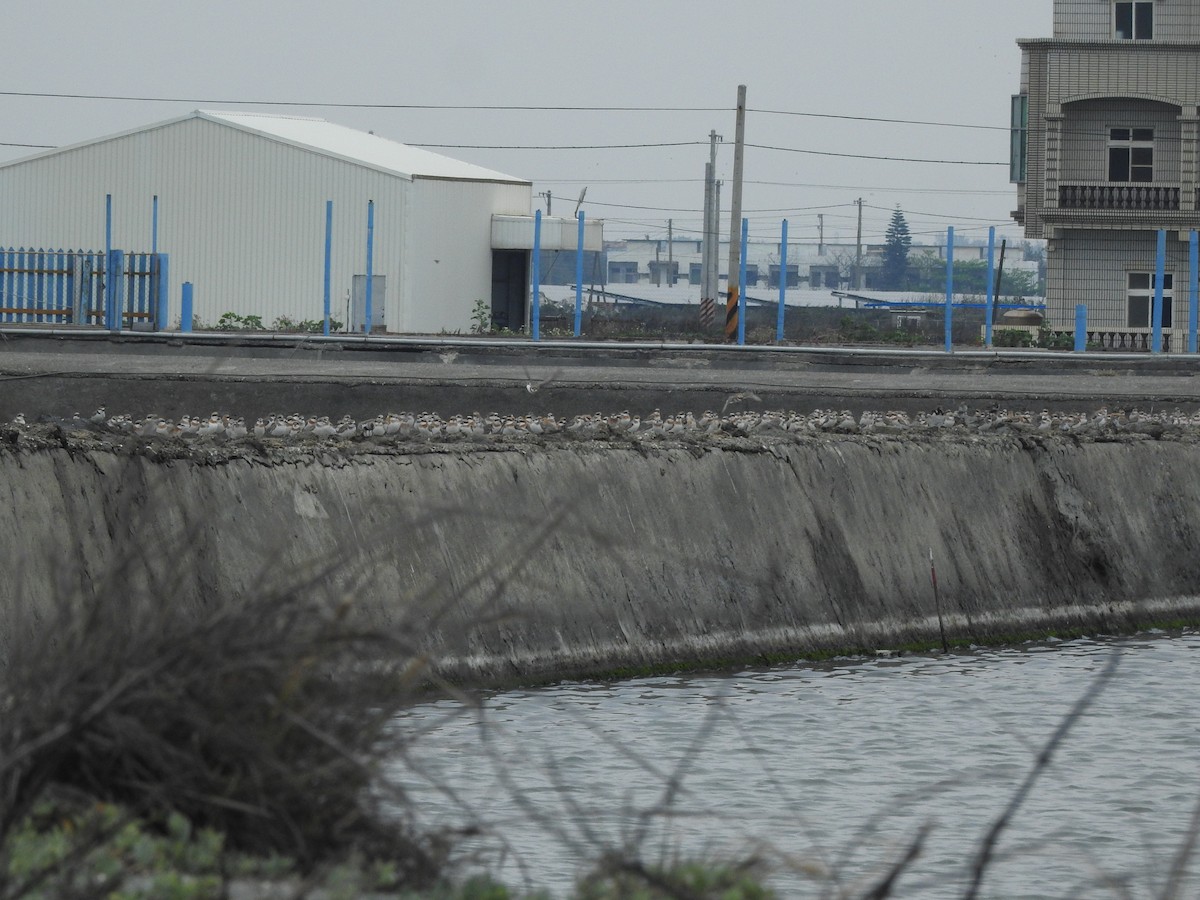 Greater Sand-Plover - ML326157611