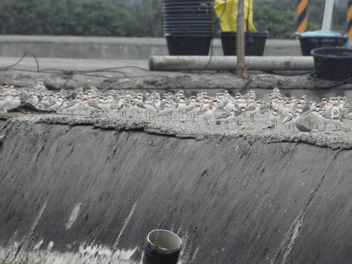 Greater Sand-Plover - ML326157621