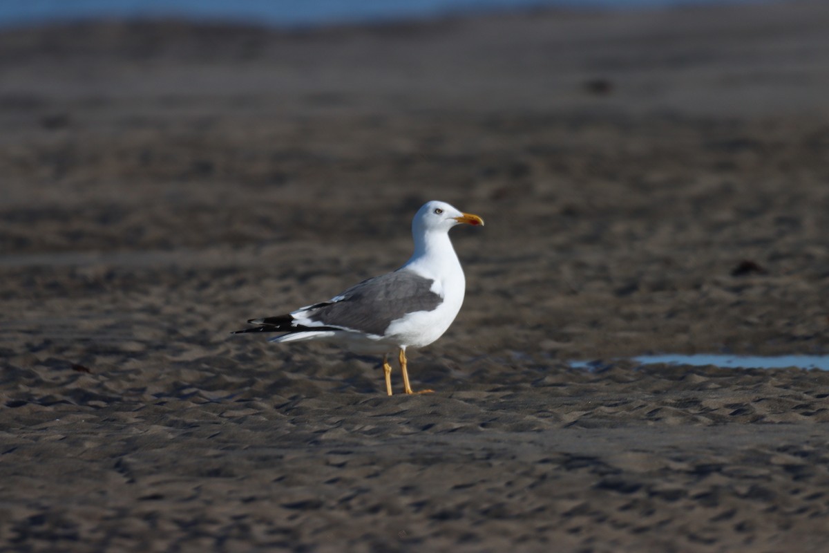 Lesser Black-backed Gull - Liam Norton