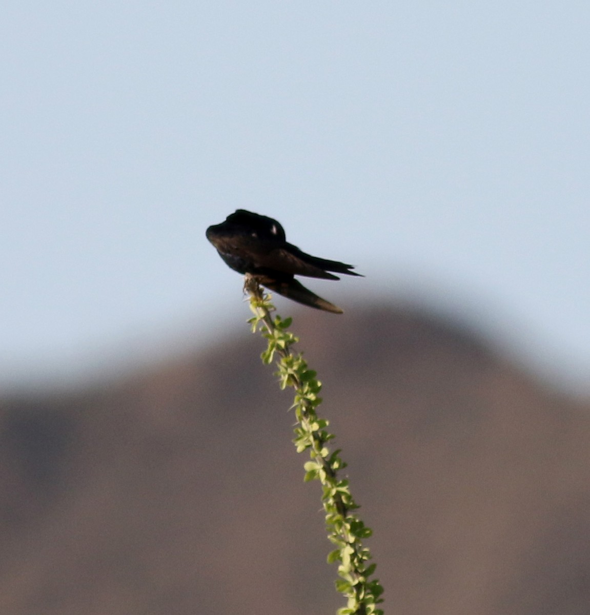 Purple Martin (hesperia) - ML32616031