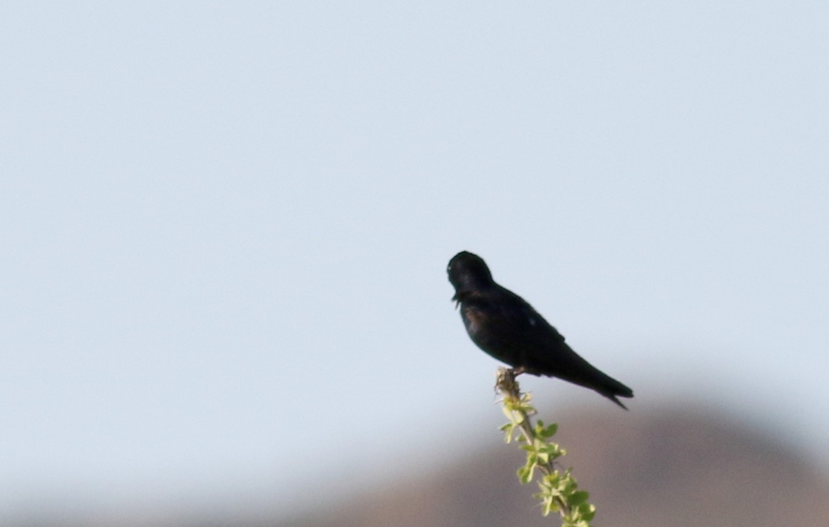 Purple Martin (hesperia) - ML32616041