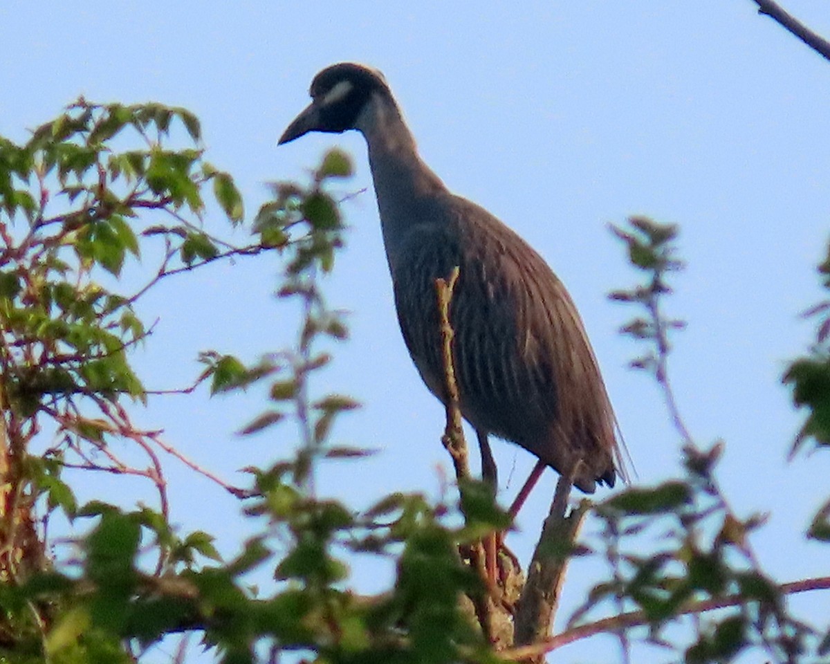Yellow-crowned Night Heron - ML326160781