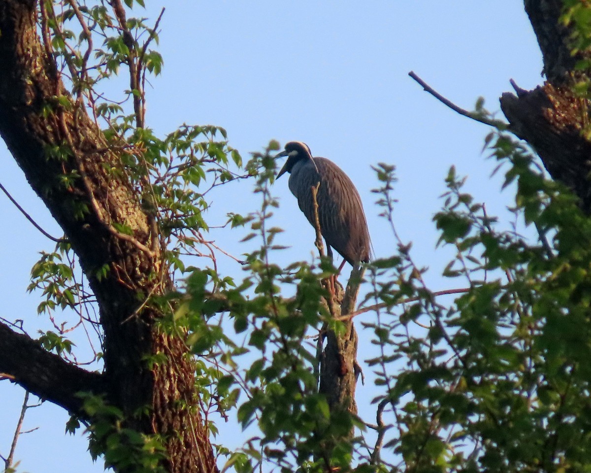 Yellow-crowned Night Heron - ML326160811