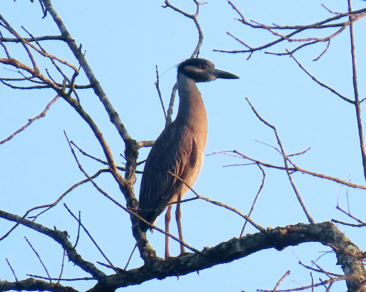 Yellow-crowned Night Heron - ML326160831