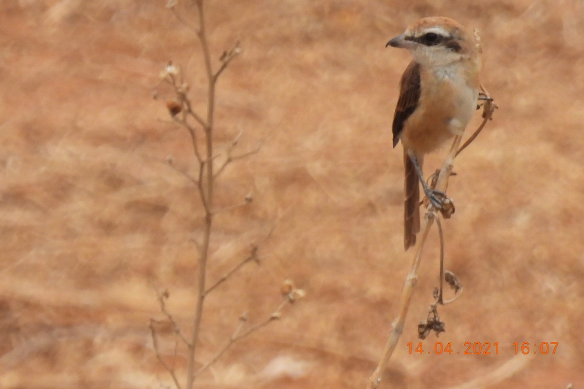 Brown Shrike - ML326161991