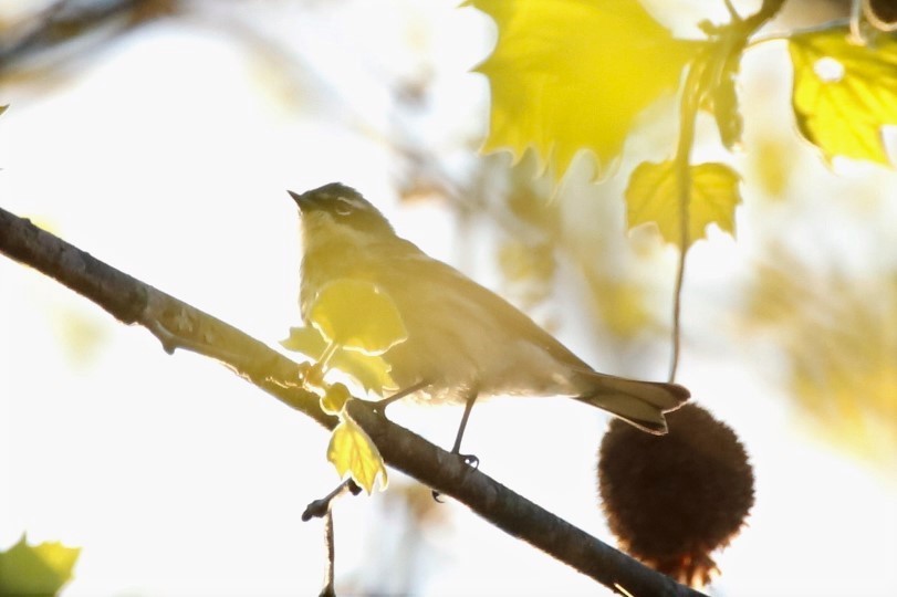 Yellow-rumped Warbler - ML326162151