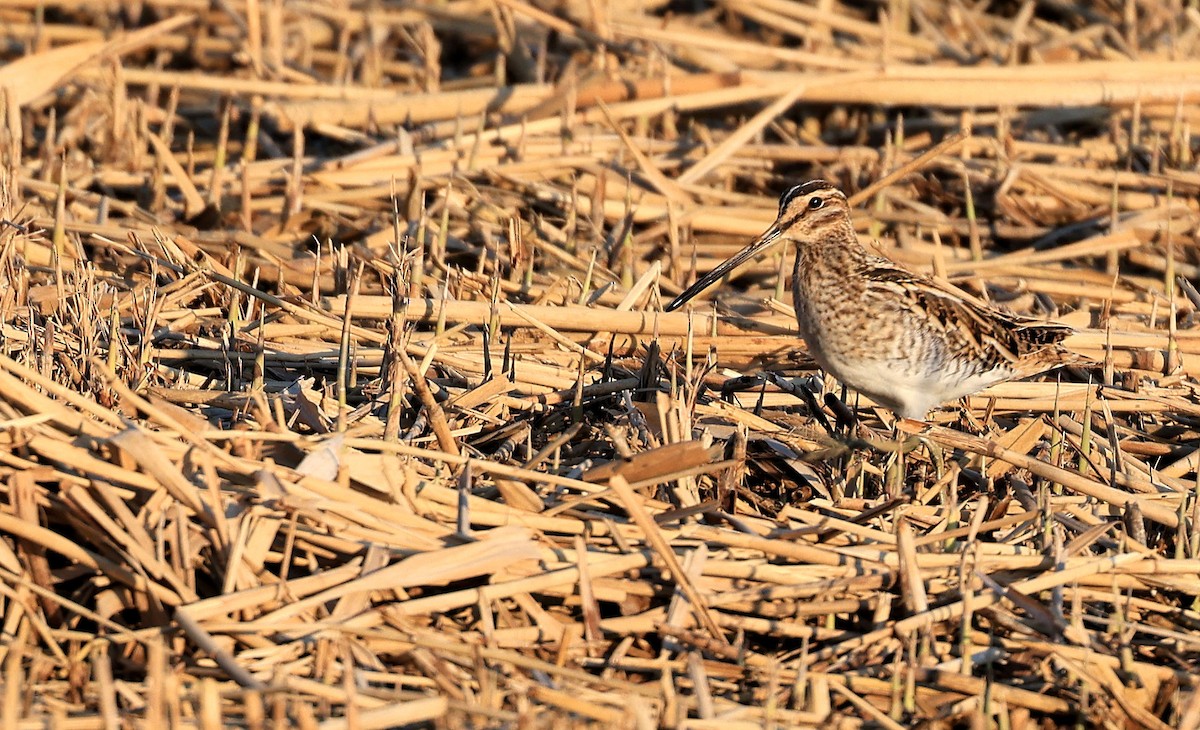 Common Snipe - ML326164111