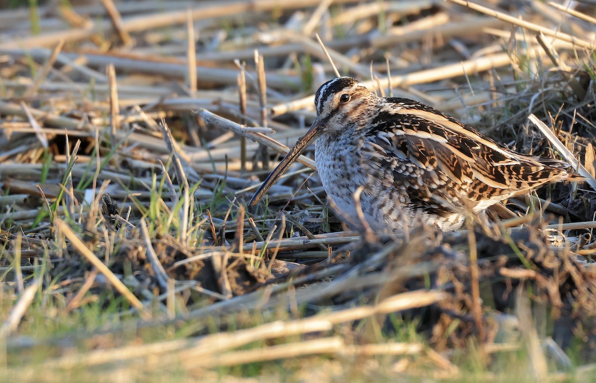 Common Snipe - ML326164141