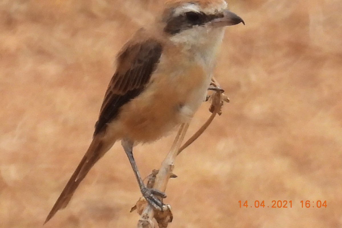 Brown Shrike - ML326164621