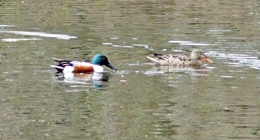 Northern Shoveler - ML326165061