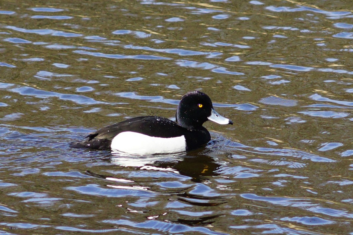 Tufted Duck - ML326165071