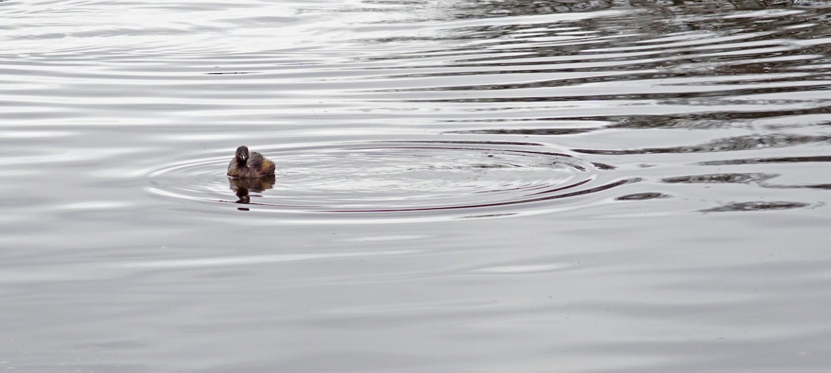 Little Grebe - ML326165091