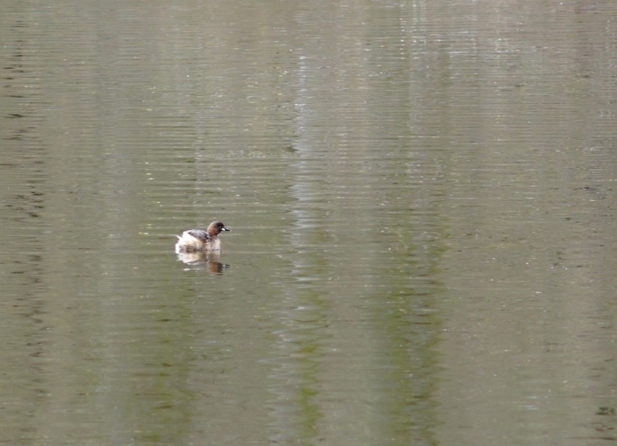 Little Grebe - ML326165101