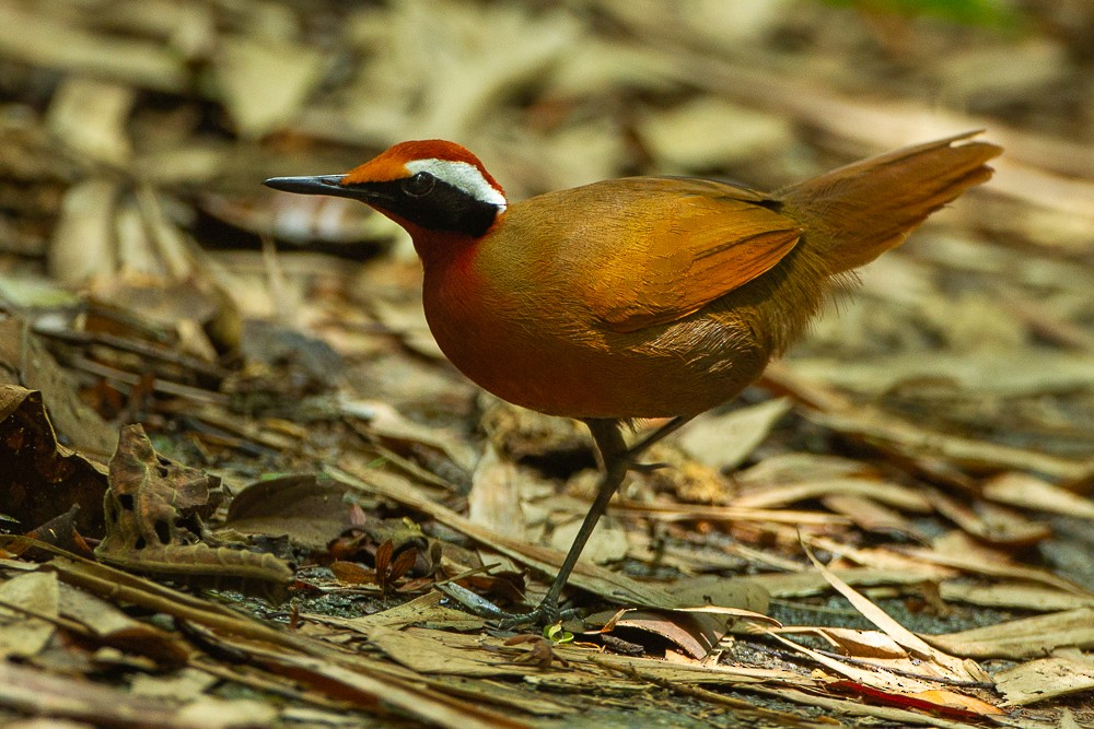 Malaysian Rail-babbler - ML326165941