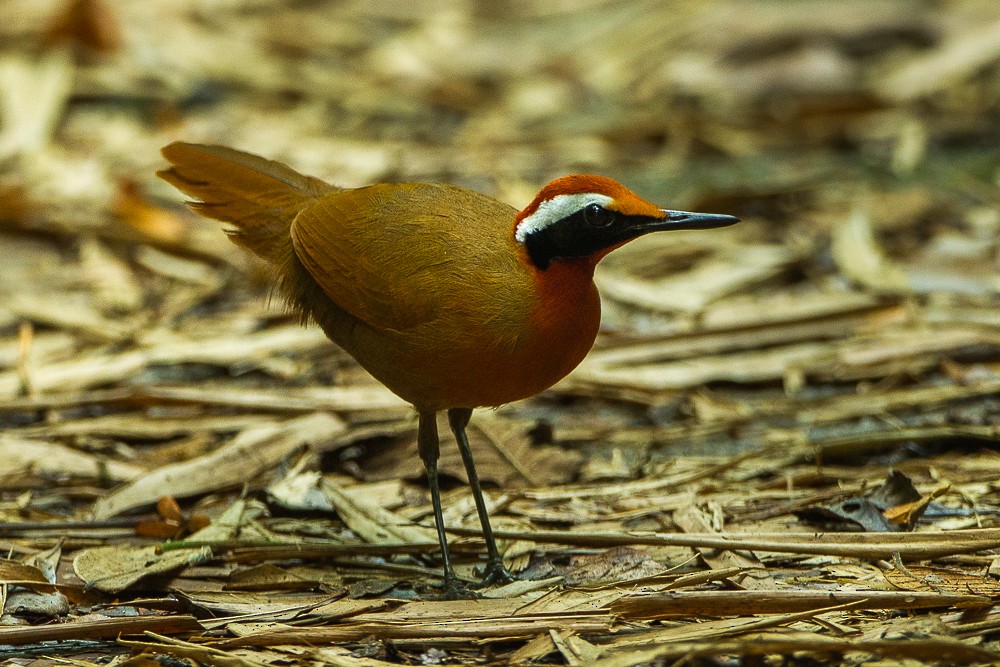 Malaysian Rail-babbler - ML326165951