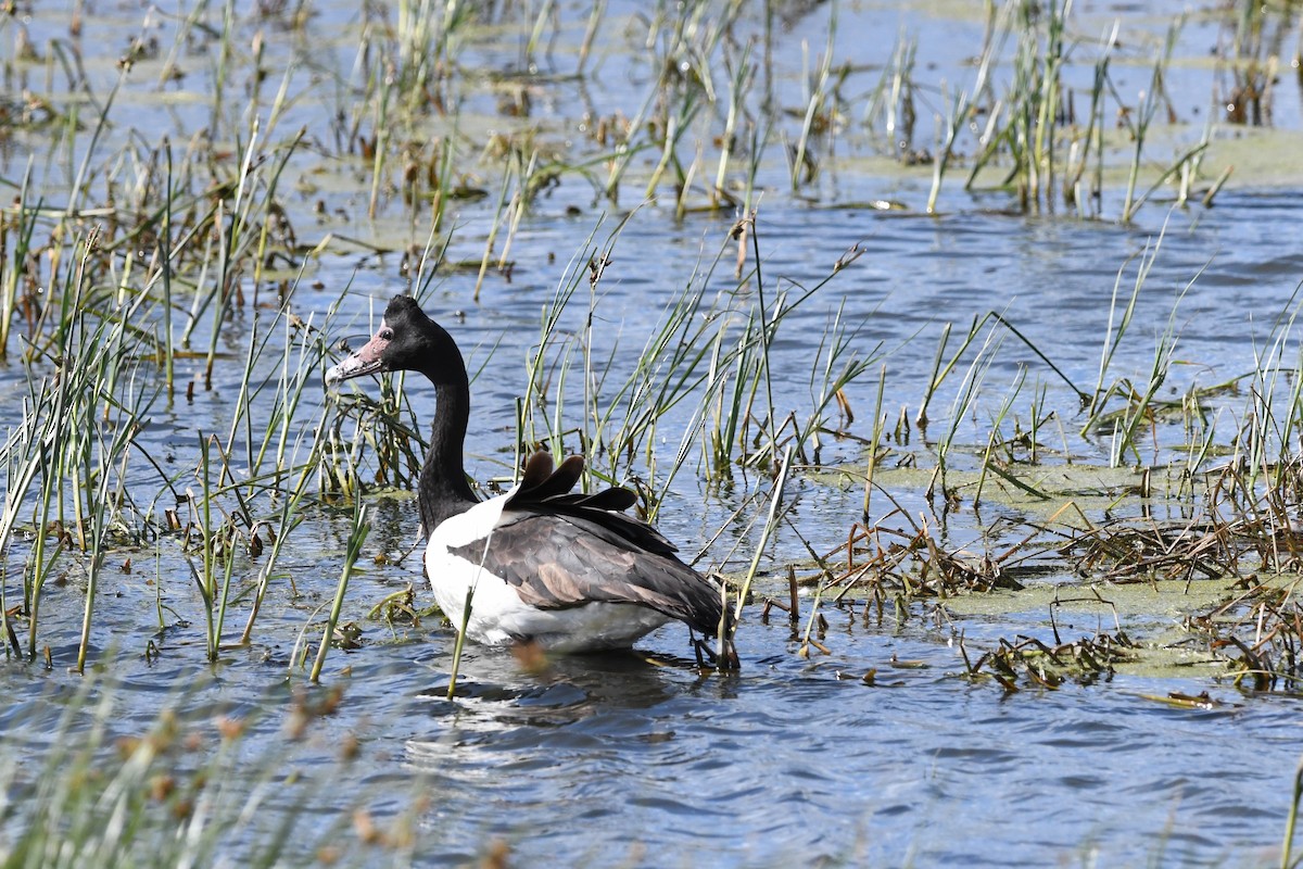 Magpie Goose - ML326165961