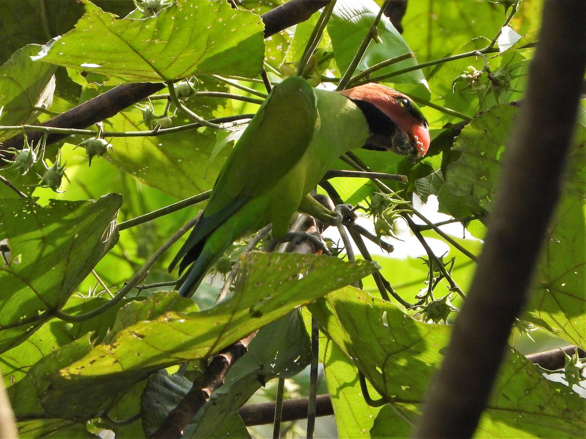 Long-tailed Parakeet - Andy Lee