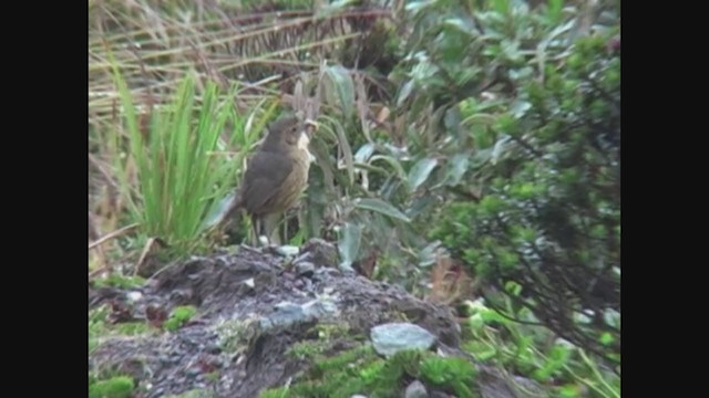 Tawny Antpitta - ML326166181
