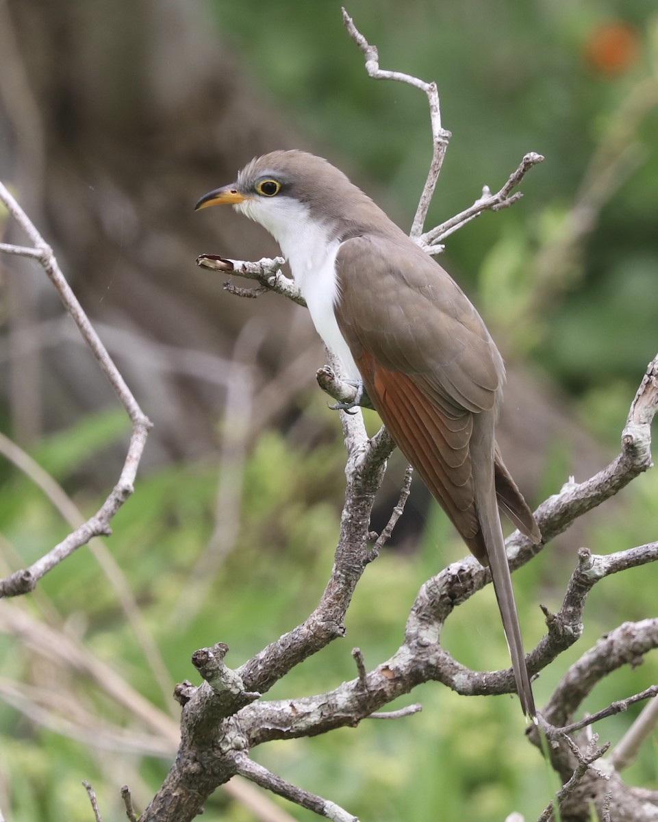 Yellow-billed Cuckoo - Bob White