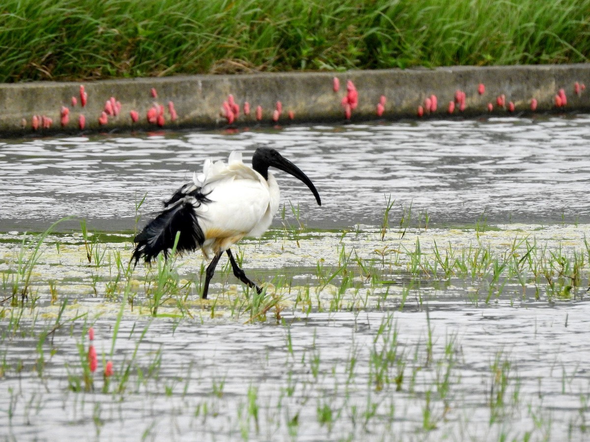 ibis posvátný - ML326166761