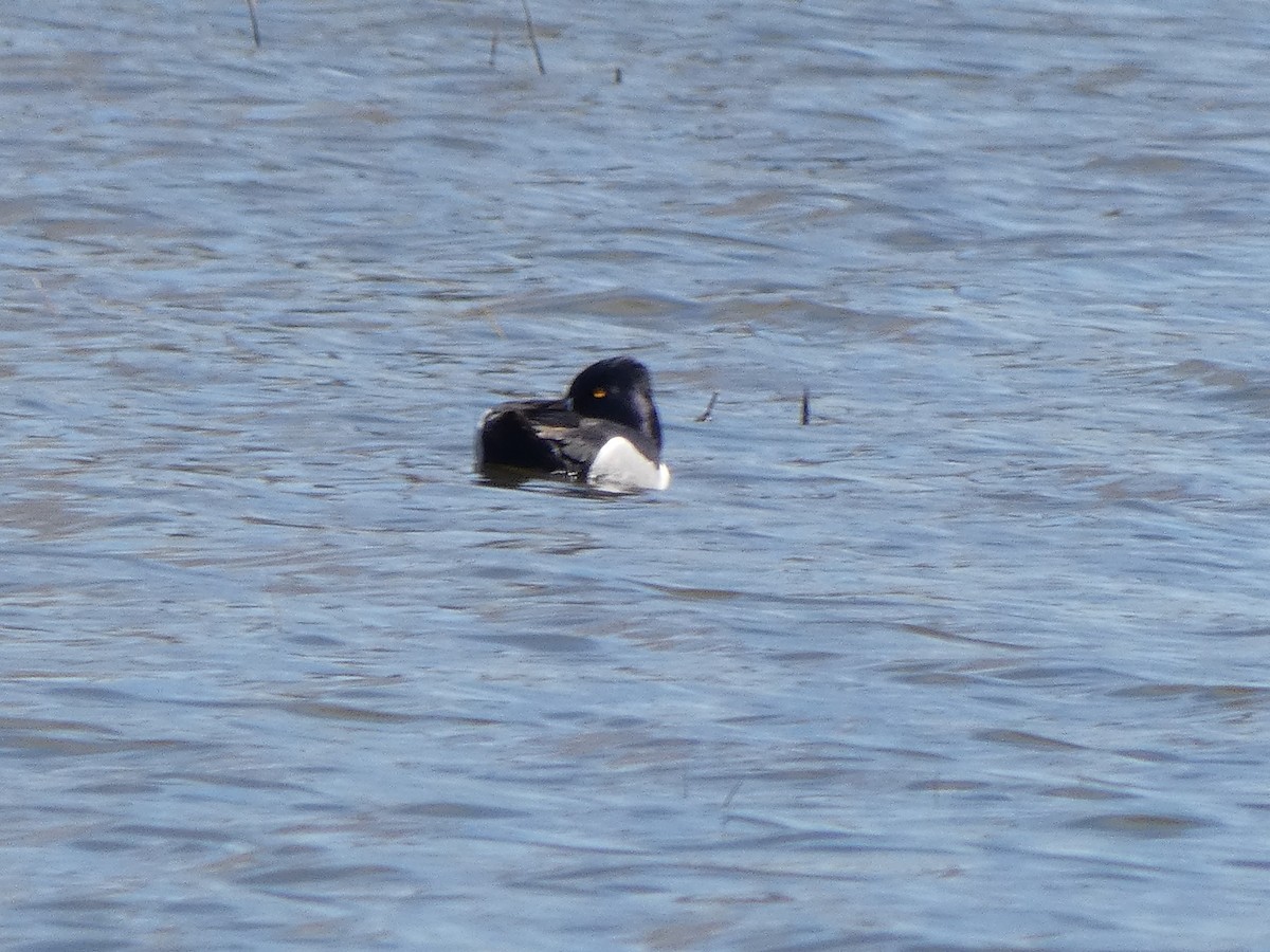 Greater Scaup - ML326167351
