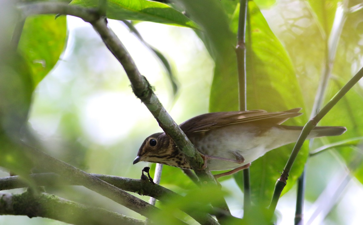 Swainson's Thrush - ML326167751