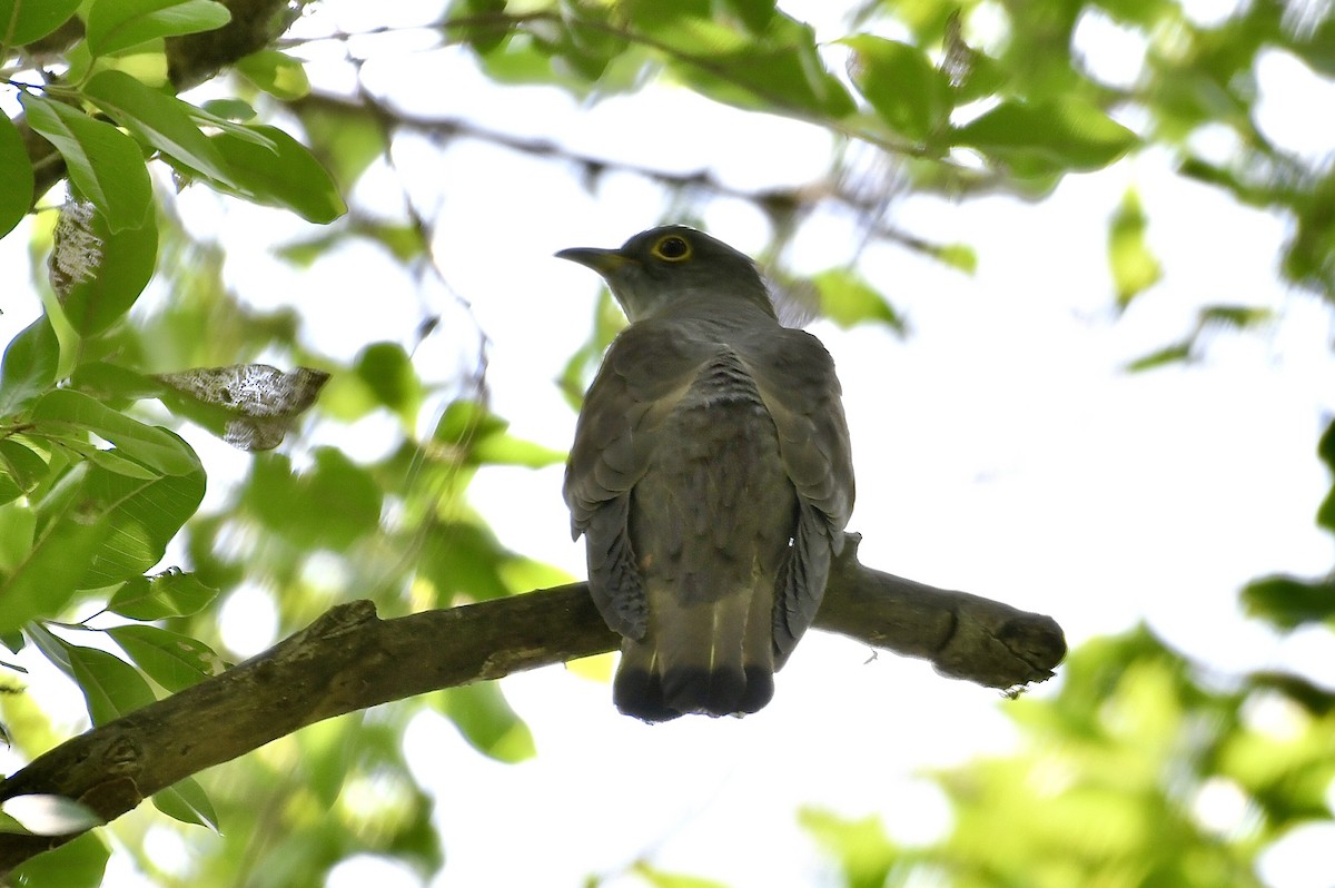 Indian Cuckoo - ML326168041