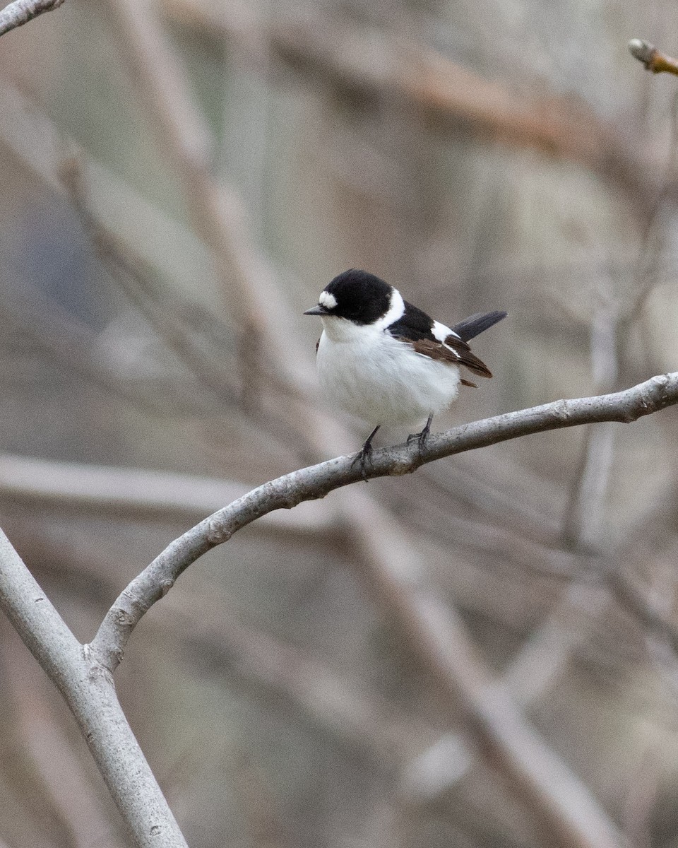 Collared Flycatcher - ML326168201