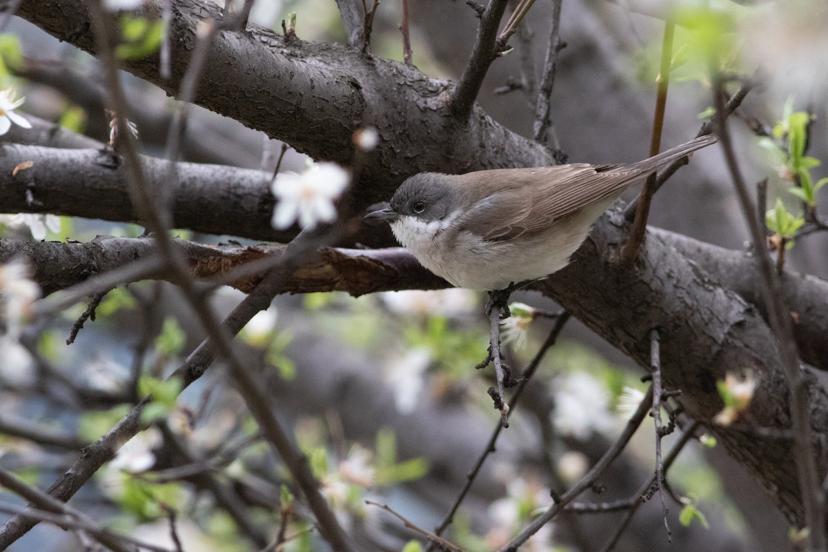 Lesser Whitethroat - ML326168271