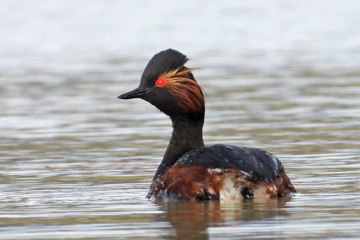 Eared Grebe - ML326168361