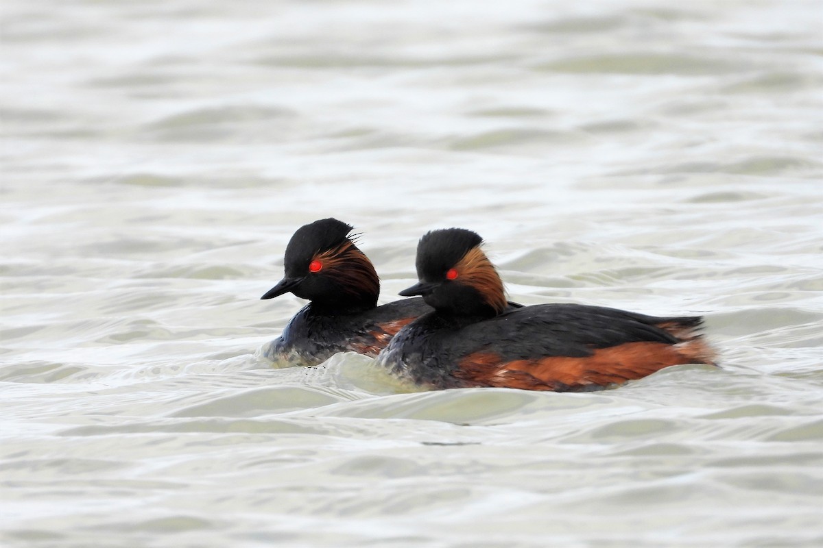 Eared Grebe - ML326168531
