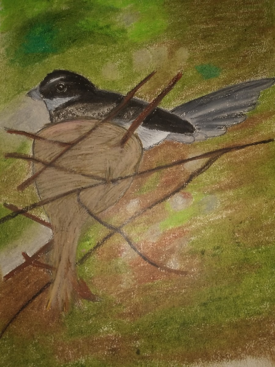 Spot-breasted Fantail - Regin Ross