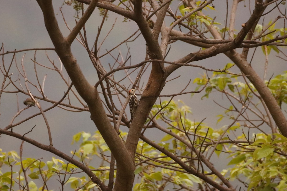 Yellow-crowned Woodpecker - ML326168681