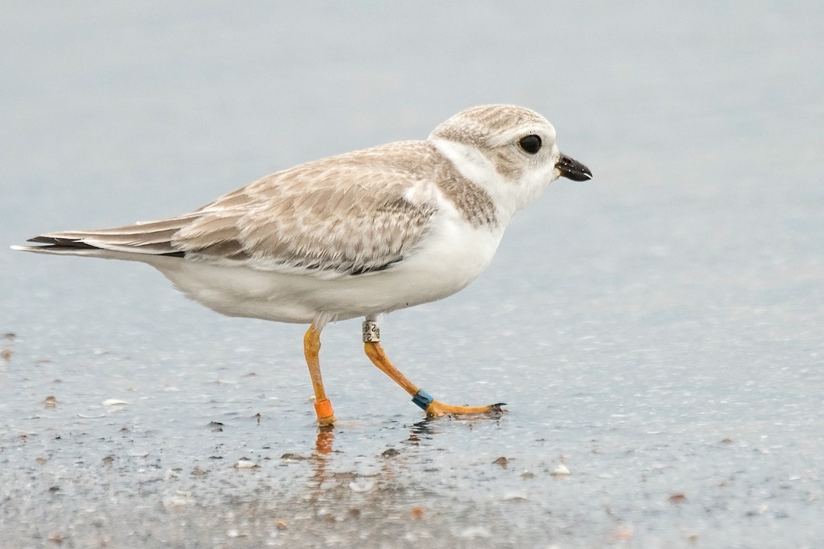 Piping Plover - ML32617351