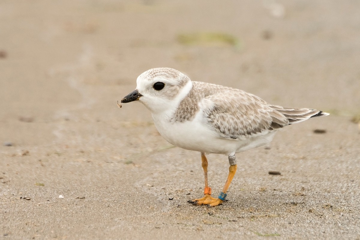 Piping Plover - Sue Barth