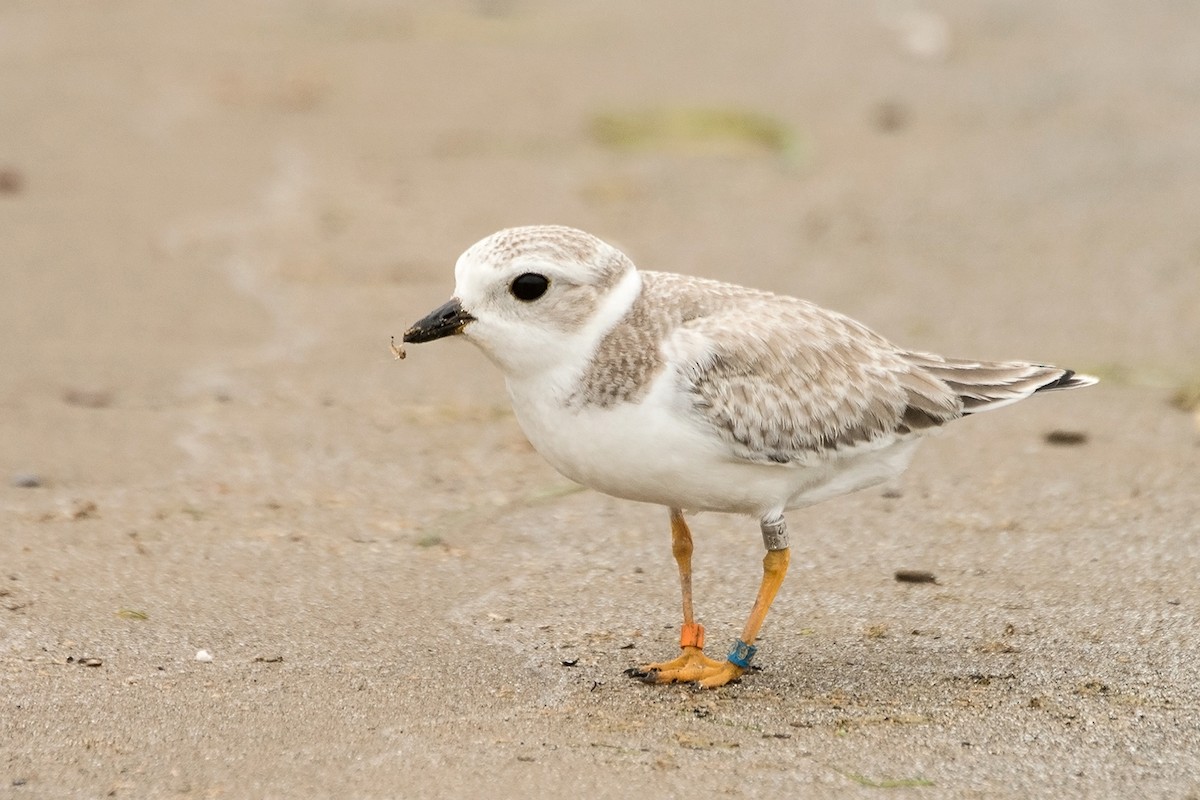Piping Plover - ML32617361