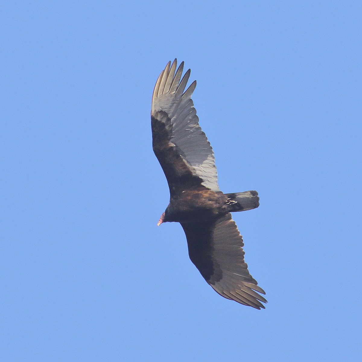 Turkey Vulture - ML326174481