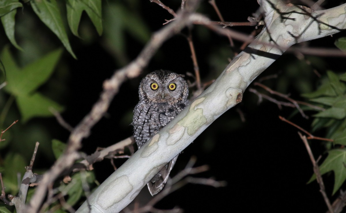 Whiskered Screech-Owl - Jay McGowan
