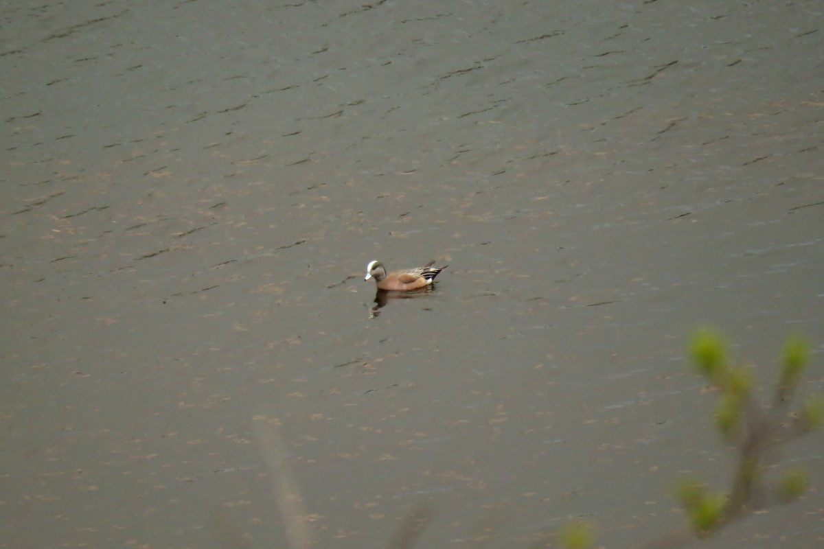 American Wigeon - ML326175011