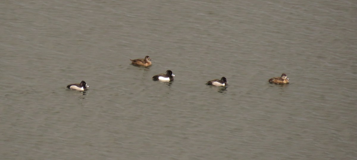 Tufted Duck - ML326175111