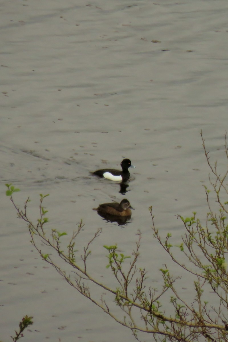 Ring-necked Duck - ML326175121