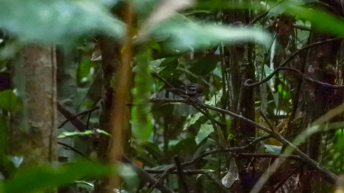 Collared Gnatwren - Jorge Muñoz García   CAQUETA BIRDING