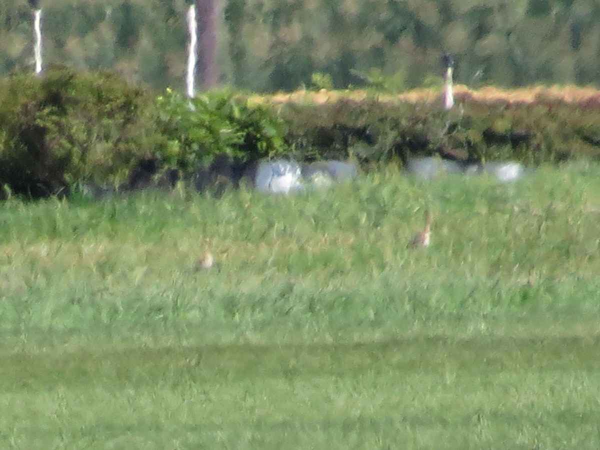 Upland Sandpiper - ML32617551