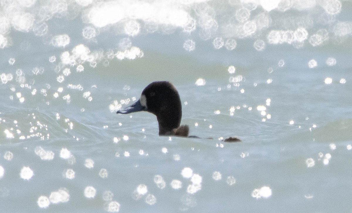 Lesser Scaup - ML326177651